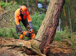 Reliable Dover Plains, NY Tree Services Solutions